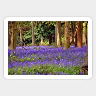 Bluebells Bluebell Woods Basildon Park Berkshire Sticker